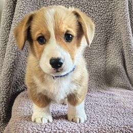 Marty (dark blue) - White and red male Pembroke Welsh Corgi puppy in Port Byron, Illinois from Seegrist Family Puppies