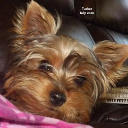 Tucker - Blue and gold male Yorkshire Terrier puppy in Baraga, Michigan from Ojibwa Yorkies