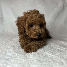 Poodle Puppies from Coasta J’s Toy Poodles