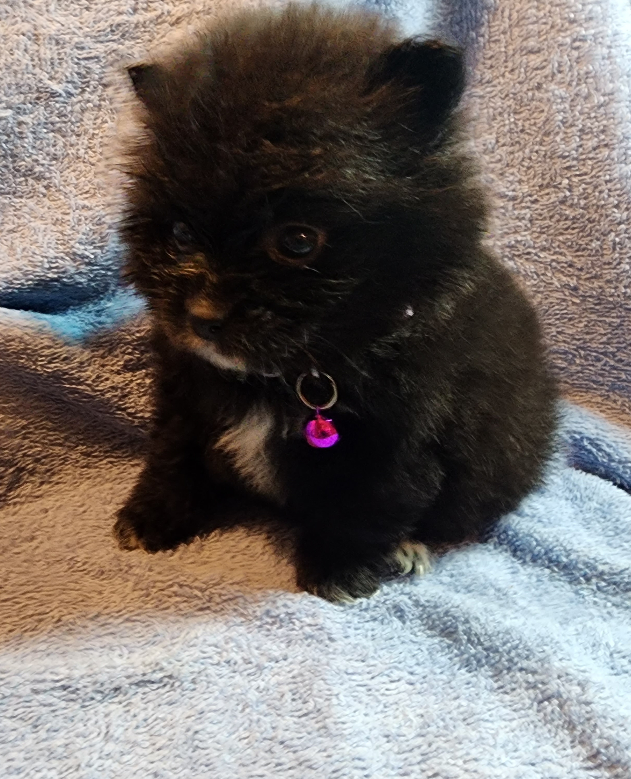 Pomeranian Puppies from Ramos' Pommies