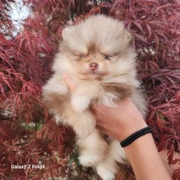 Clover - 3,500 dollars - Chocolate merle female Pomeranian puppy in Amelia, Ohio from Boujee Puff Poms