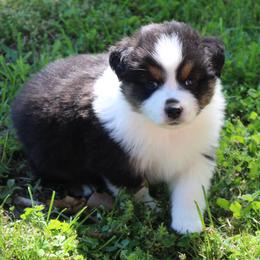 Winnie - Black tri-color female Australian Shepherd puppy in Kansas, Oklahoma from Windy G Farm