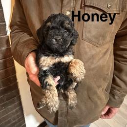 Honey - Phantom female Poodle puppy in Centralia, Illinois from Brick Hill Ranch