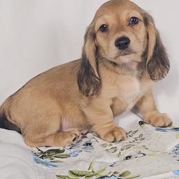 Pickles - Cream male Dachshund puppy in Sacramento, California from MiniDoxPups
