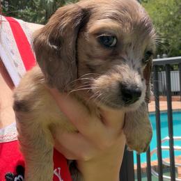 Cricket - Dapple male Dachshund puppy in Southwest Ranches, Florida from Breezy Florida Dachshunds