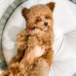 Skye - Red  male Poodle puppy in Chapel Hill, North Carolina from Cyndi’s Poodles