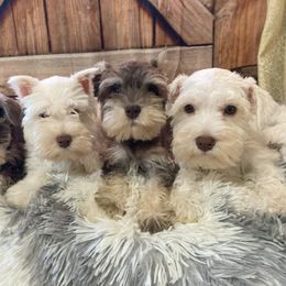 Miniature Schnauzer Puppies from Nana Rees Pups