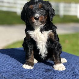 Phoebe - Tri-color female Bernedoodle puppy in Sugarcreek, Ohio from Cuddly Companion Doodles