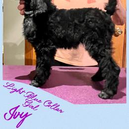 Girl 1 - Black Poodle puppy in Michigan from Croton Pines Standard Poodles LLC