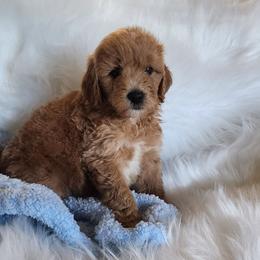 Mr Green - Apricot male Goldendoodle puppy in Cumming, Georgia from Chattahoochee Kennels