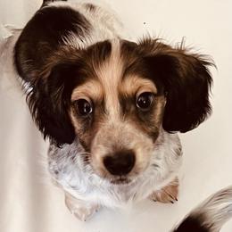 Boy 3 - Cream male Dachshund puppy in Belton, Texas from Dominos Ch Mini Dachshunds