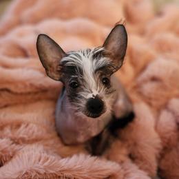 Chihuahua and Chinese Crested Puppies from Western Kentucky Chihuahua’s and Chinese Crested’s
