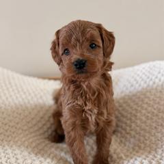 Female 1 - Red  female Goldendoodle puppy in Modesto, California from Central Valley Canine Companions