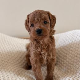 Female 1 - Red  female Goldendoodle puppy in Modesto, California from Central Valley Canine Companions