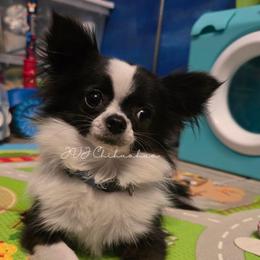Lance - Chihuahua