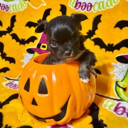 Sam - Black and white male Chihuahua puppy in Canton, Ohio from Elysium Fields Chihuahuas