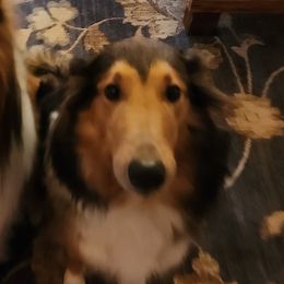 Sally - Collie