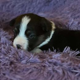 Pecan (Rhee) - Black and tan female Pembroke Welsh Corgi puppy in Lima, New York from Hickory Springs Corgis