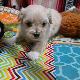 Prince - Cream male Maltipoo puppy in Arkansas from Harper's Pups