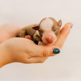 Pumpkin Pie - Red merle female Miniature Australian Shepherd puppy in Enoch, Utah from Twisted H Aussies