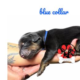 Blue collar - Black and rust male Doberman Pinscher puppy in Canton, Ohio from Aaliyah’s Dobies