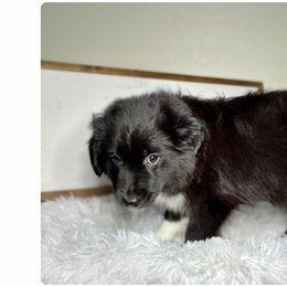 Australian Shepherd and Miniature Australian Shepherd Puppies from Integrity Aussies Tx