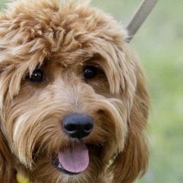 Fifi - Goldendoodle