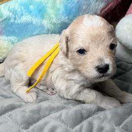 Yellow - Parti female Maltipoo puppy in Clarksville, Tennessee from Bee Mine Maltipoos and Pomeranians