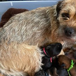 Bloodhounds and Border Terriers from Wychway - Crown Bloodhounds & Border Terriers