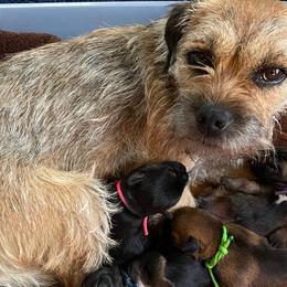 Bloodhounds and Border Terriers from Wychway - Crown Bloodhounds & Border Terriers