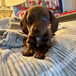 Anna - Chocolate and tan female Dachshund puppy in Aiken, South Carolina from State Eight Dachshunds