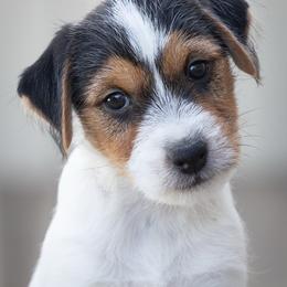 Bodacious - Tri-color male Jack Russell Terrier puppy in Yakima County, Washington from Saddle Rock Kennels