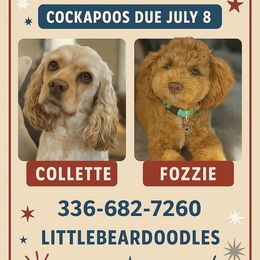 Cockapoo puppies from Little Bear Doodles
