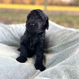 Poodle Puppies from Lingo Standard Poodles