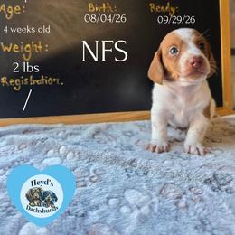 Tigger - Piebald male Dachshund puppy in Hoquiam, Washington from Heyd's Mini Dachshunds