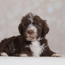 Titan - Brown male Bernedoodle puppy in Guthrie, Oklahoma from Edmond Doodles, LLC