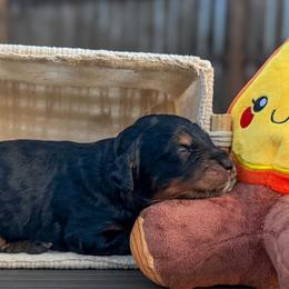 Niagara - Phantom female Bernedoodle puppy in Lake Charles, Louisiana from Journey Doodles