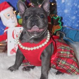 Bulldogs and French Bulldogs from Holler’s Inn