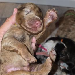 Walnut - Red merle male Aussiedoodle puppy in Lithia, Florida from Waterford Doodle Farm