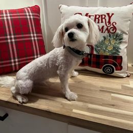 Bubbles - Maltese