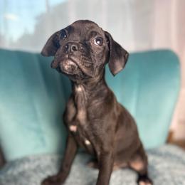 Boy 4 - Brindle male Boxer puppy in Prestonsburg, Kentucky from Diamond Standard Boxers
