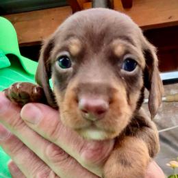 HERSHEY (blue) - Chocolate and tan male Dachshund puppy in Vero Beach, Florida from Joseph’s Dachshunds