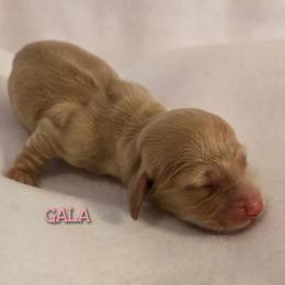 Gala - Cream female Dachshund puppy in Luttrell, Tennessee from Tiny Tails Ranch