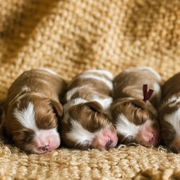 Cavalier King Charles Spaniel puppies from Windy Pines Ranch