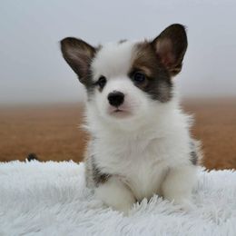 Roswell - Pembroke Welsh Corgi puppy from Half-Pint Corgis