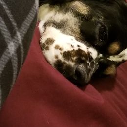 Cocker Spaniels from AKC Comfort Cocker Spaniels Emotional Support Dogs