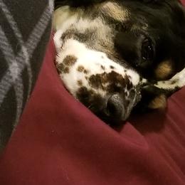Cocker Spaniels from AKC Comfort Cocker Spaniels Emotional Support Dogs