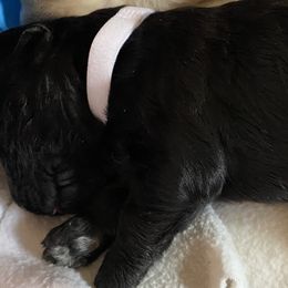 Goldendoodle Puppies from Goodyear golden doodles