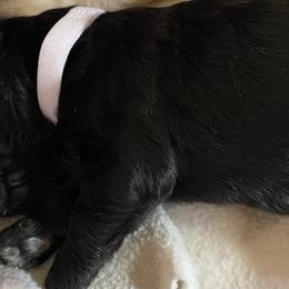Goldendoodle Puppies from Goodyear golden doodles