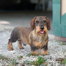 Walter - Dachshund